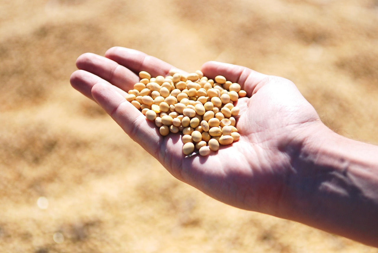 Hand holding soybeans